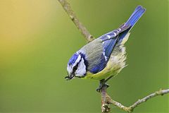 Eurasian Blue Tit